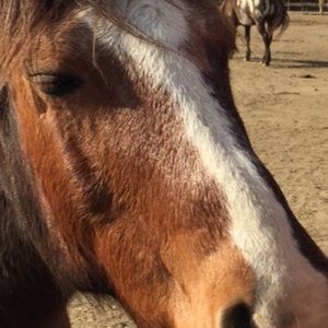 Meet your Posher, Maggie